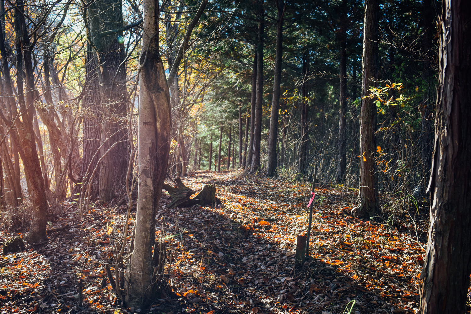 f:id:sakemaro:20160105000629j:plain f:id:sakemaro:20160105000629j:plain