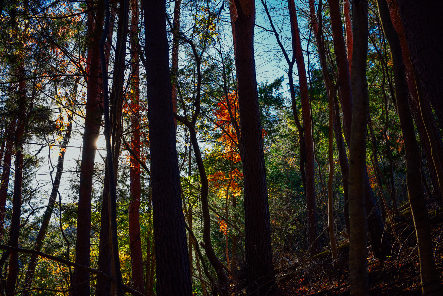 f:id:sakemaro:20160105000633j:plain f:id:sakemaro:20160105000633j:plain