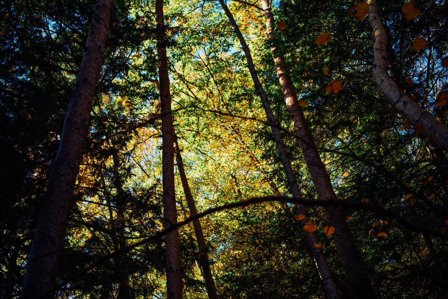 f:id:sakemaro:20160105000635j:plain f:id:sakemaro:20160105000635j:plain